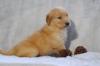 Puppies for sale Cyprus, Larnaca Golden Retriever