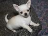 Puppies for sale Spain, Madrid Chihuahua