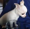 Puppies for sale Cyprus, Nicosia Chihuahua