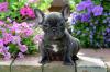 Puppies for sale Poland, Bielsko-Biala French Bulldog