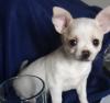 Puppies for sale Netherlands, Amsterdam Chihuahua