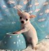 Puppies for sale Poland, Bialystok Toy-poodle