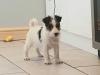 Puppies for sale Germany, Dortmund Fokxterer