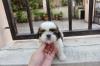Puppies for sale Germany, Munich Shih Tzu