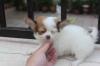 Puppies for sale Cyprus, Nicosia Chihuahua