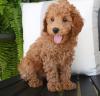 Puppies for sale Greece, Patra Toy-poodle