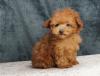 Puppies for sale Greece, Thessaloniki Toy-poodle