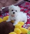 Puppies for sale Greece, Heraklion Maltese