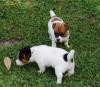 Puppies for sale Georgia, Batumi Jack Russell Terrier
