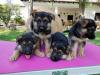 Puppies for sale Portugal, Mirandela German Shepherd Dog