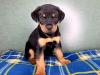 Puppies for sale Germany, Linden Rottweiler