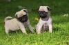 Puppies for sale Slovakia, Banska Bystrica Pug