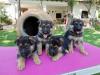 Puppies for sale Portugal, Port German Shepherd Dog