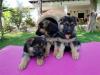 Puppies for sale Portugal, Portalegre German Shepherd Dog