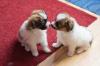 Puppies for sale Portugal, Portalegre Papillon and Phalene, papillon