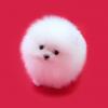 Puppies for sale Germany, Berlin Pomeranian Spitz