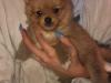 Puppies for sale Cyprus, Limassol , pomsky