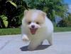 Puppies for sale Slovenia, Hvar Pomeranian Spitz
