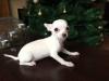 Puppies for sale Poland, Warsaw Chihuahua