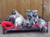 Puppies for sale Netherlands, Irish Wolfhound