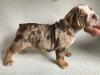 Puppies for sale Spain, Barcelona English Bulldog