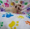 Puppies for sale Ukraine, Kiev, Odessa French Bulldog