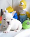 Puppies for sale Slovakia, Nitra French Bulldog