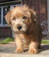 Puppies for sale Cyprus, Paphos Norfolk Terrier
