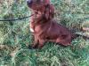 Puppies for sale Greece, Athens English Setter