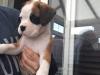 Puppies for sale Germany, Dortmund Boxer