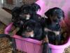 Puppies for sale Netherlands, Leiden Other breed, Huntaway