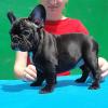 Puppies for sale Latvia, Gulbene French Bulldog