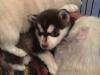 Puppies for sale Netherlands, Borne , pomsky