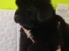 Puppies for sale Netherlands, Valveyk Newfoundland