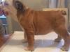 Puppies for sale Romania, Bucharest English Bulldog
