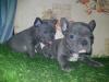 Puppies for sale Netherlands, French Bulldog