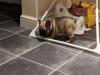 Puppies for sale Germany, Berlin French Bulldog