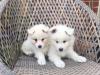 Puppies for sale Cyprus, Nicosia Samoyed dog (Samoyed)