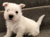 Puppies for sale Czech Republic, Brno West Highland White Terrier