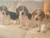 Puppies for sale Malta, Valletta Beagle