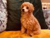 Puppies for sale Germany, Dusseldorf Toy-poodle