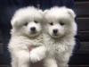 Puppies for sale Germany, Berlin Samoyed dog (Samoyed)