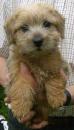 Puppies for sale Ireland, Norfolk Terrier