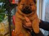 Puppies for sale Denmark, Aarhus Chow Chow