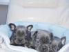 Puppies for sale Germany, Berlin French Bulldog
