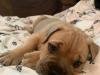Puppies for sale France, Paris Bullmastiff