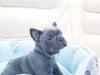 Puppies for sale Germany, Dresden French Bulldog