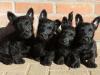 Puppies for sale Spain, Zaragoza Scotch-terrier