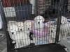 Puppies for sale Finland, Helsinki Golden Retriever