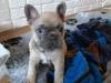 Puppies for sale Denmark, Kopenagen French Bulldog